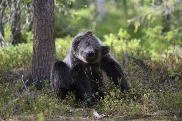 Young brown bear (Ursus arctos) playing lively in the forest next to a tree, Karelia, Lapland, Finland