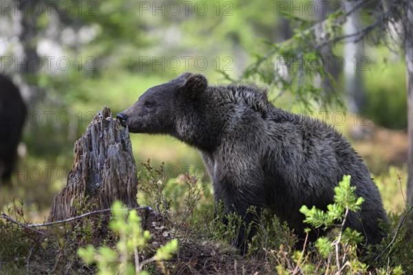 Young brown bear (Ursus arctos) sniffing a tree stump, Karelia, Lapland, Finland
