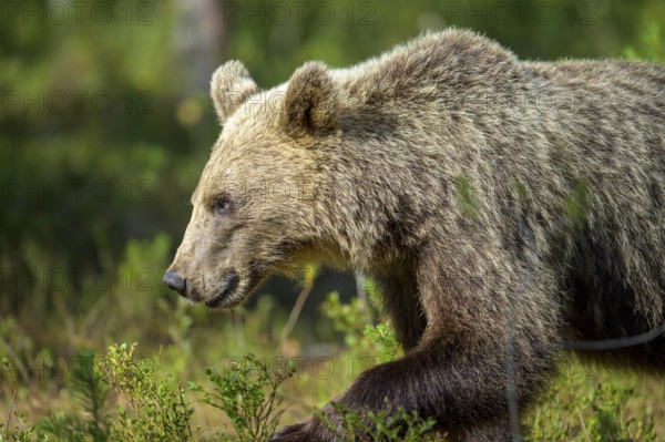 Close-up of a brown bear (Ursus arctos) in the forest, Karelia, Lapland, Finland