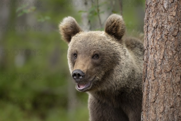 Smiling brown bear (Ursus arctos) looking curiously from a tree in the forest, Karelia, Lapland, Finland