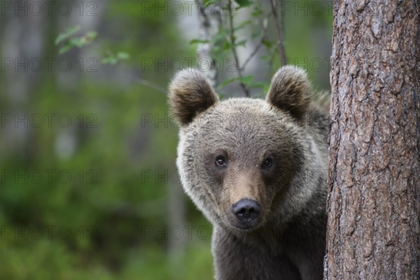 Brown bear (Ursus arctos) peering curiously from behind a tree, Karelia, Lapland, Finland