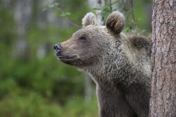A curious brown bear (Ursus arctos) looks out from behind a tree, Karelia, Lapland, Finland