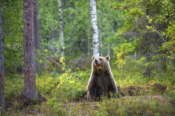 Brown bear (Ursus arctos) sitting quietly in the forest, surrounded by trees and nature, Karelia, Lapland, Finland