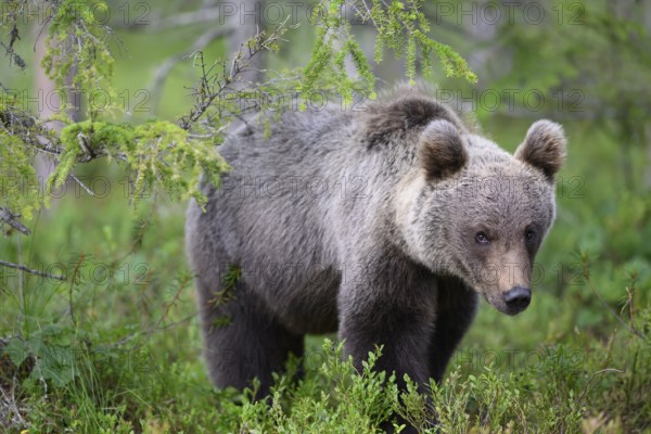 Brown bear (Ursus arctos) observed in the dense green of the forest, Karelia, Lapland, Finland