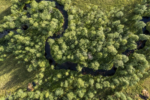 Sodankylä, Lapland, Finland, aerial view of a winding river surrounded by thick, green vegetation and trees, aerial view, drone view