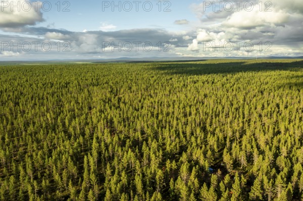 Sodankylä, Lapland, Finland, wide area of thick treetops under a sunny sky dominating green landscape, aerial view, drone view