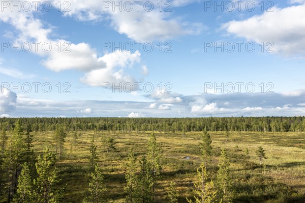 Sodankylä, Lapland, Finland, vast landscape with pine forest and a blue sky with white clouds, aerial view, drone shot