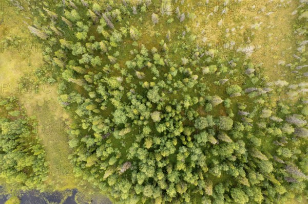 Sodankylä, Lapland, Finland, aerial view of thick, green treetops in a natural environment, aerial view, drone shot