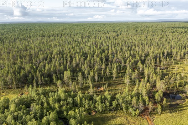 Sodankylä, Lapland, Finland, vast forest seen from above reaching to the horizon, aerial view, drone shot