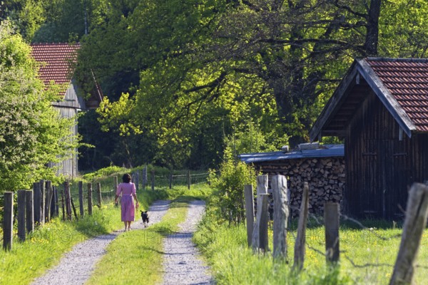 Woman in dirndl with dog on way to farm, barn, rural, Upper Bavaria, Germany