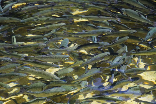 Young brown trout (Salmo trutta) in trout farm, Schwarm, Upper Bavaria, Germany