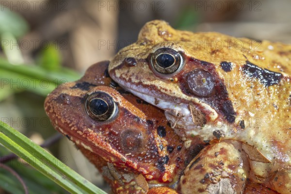 Grass frogs (Rana temporaria), mating, close-up, Upper Bavaria, Germany