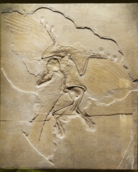Prehistoric bird Archaeopteryx, fossil in the Solnhofen limestone from the Upper Jurassic, replica