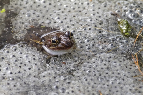 Grass frog in pond with spawning balls (Rana temporaria), Upper Bavaria, Germany