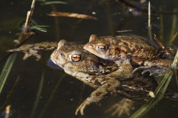 Toads in ponds, mating, Bufo bufo, Bavaria, Germany
