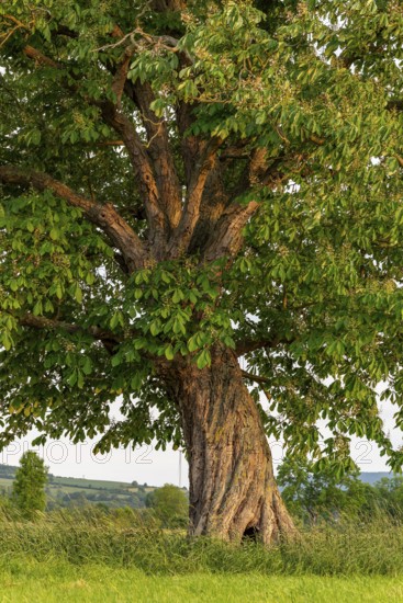 A single horse chestnut (Aesculus hippocastanum) with twisted trunk on a green meadow, Emmerwiesen, Bad Pyrmont, Lower Saxony, Germany