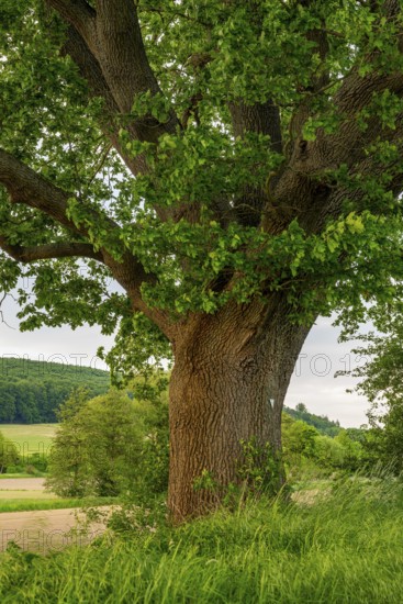 Mighty tree trunk of a single ancient English oak (Quercus Robur) at the edge of a field, labelled as a natural monument, near Grießem, Lower Saxony, Germany