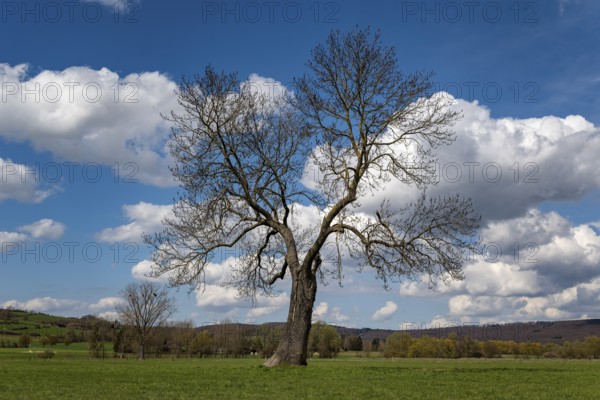 Solitary European ash (Fraxinus excelsior) with a lung-shaped crown under a cloudy sky, Emmerwiesen, Lügde, North Rhine-Westphalia, Germany