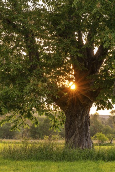 The evening sun shines through the branches of a single horse chestnut (Aesculus hippocastanum) on a green meadow, Emmerwiesen, Bad Pyrmont, Lower Saxony, Germany