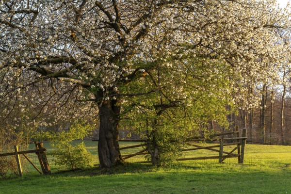 White blossoming cherry tree (Prunus avium) at the time of fruit tree blossom on a fence in a green meadow in atmospheric sunlight, Lower Saxony, Germany