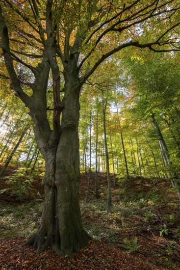 Mighty old copper beech (Fagus sylvatica) under an autumn canopy, Bad Pyrmont, Lower Saxony, Germany