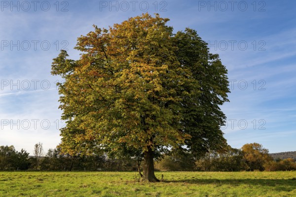 Single standing horse chestnut (Aesculus hippocastanum) with autumn leaves on a green meadow under a blue sky, Emmerwiesen, Lügde, North Rhine-Westphalia, Germany