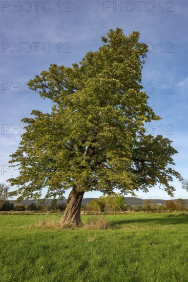 Single standing horse chestnut (Aesculus hippocastanum) with gnarled tree trunk on a green meadow under a blue sky, Emmerwiesen, Lügde, North Rhine-Westphalia, Germany