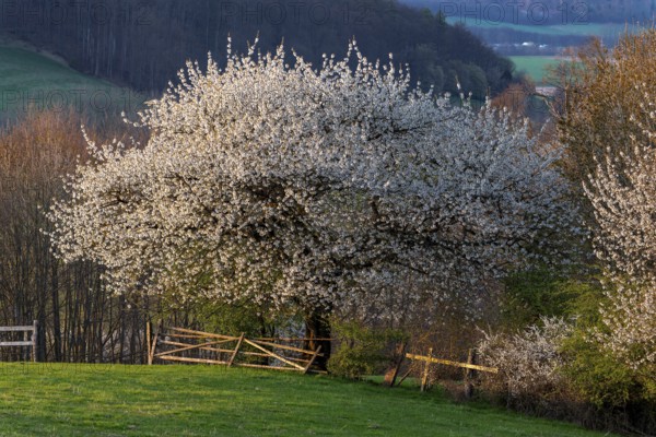 View of a white flowering cherry tree (Prunus avium) at the time of fruit tree blossom, Bad Pyrmont, Lower Saxony, Germany