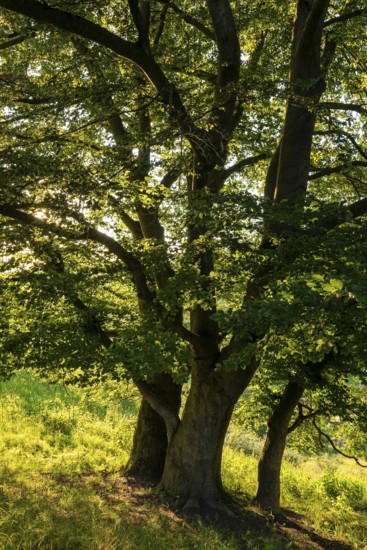 Group of beech trees (Fagus) with green foliage in atmospheric evening light, Schwalenberg, North Rhine-Westphalia, Germany