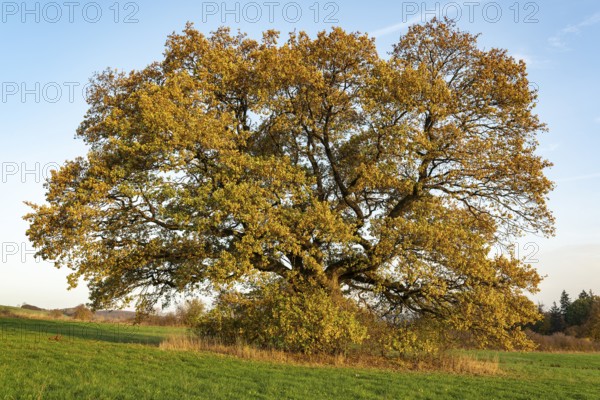Solitary mighty old English oak (Quercus robur) with autumn-coloured foliage on a green meadow, Holzen, Ith, Lower Saxony, Germany