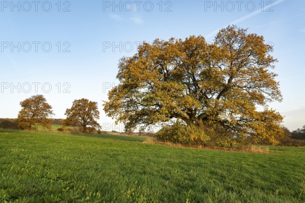 Mighty old English oak (Quercus robur) with autumn-coloured foliage on a green meadow, Holzen, Ith, Lower Saxony, Germany