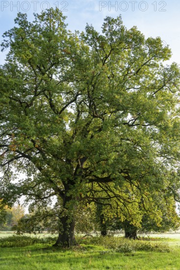 Mighty old English oak (Quercus robur) in idyllic morning sunlight, Emmerwiesen, Bad Pyrmont, Lower Saxony, Germany