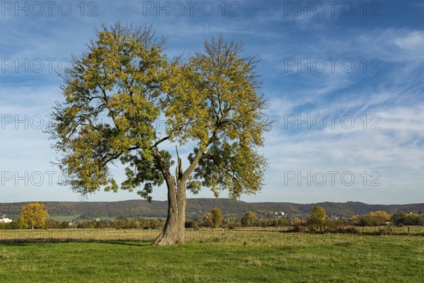Single standing European ash (Fraxinus excelsior) with a lung-shaped crown on a green pasture under a blue sky in autumn, Emmerwiesen, Lügde, North Rhine-Westphalia, Germany