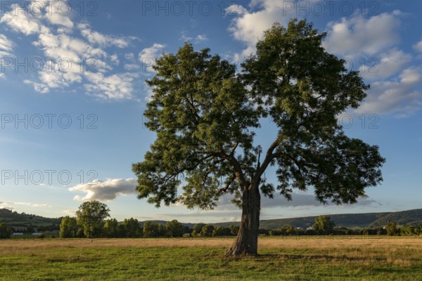 European ash (Fraxinus excelsior) with lung-shaped crown on a green pasture in the evening light, Emmerwiesen, Lügde, North Rhine-Westphalia, Germany