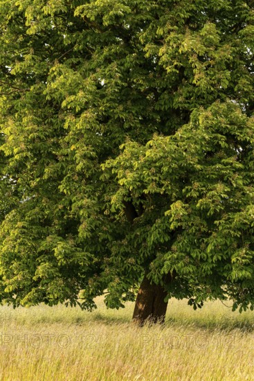 Full-format photograph of a single horse chestnut (Aesculus hippocastanum) on a green meadow, Emmerwiesen, Bad Pyrmont, Lower Saxony, Germany