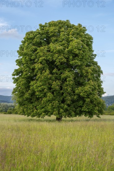 A single horse chestnut (Aesculus hippocastanum) on a green meadow under a blue sky, Emmerwiesen, Bad Pyrmont, Lower Saxony, Germany