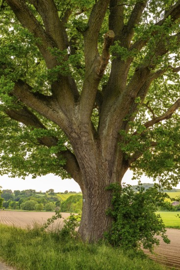 Mighty tree trunk of a solitary ancient English oak (Quercus Robur) at the edge of a field, labelled as a natural monument, near Grießem, Lower Saxony, Germany