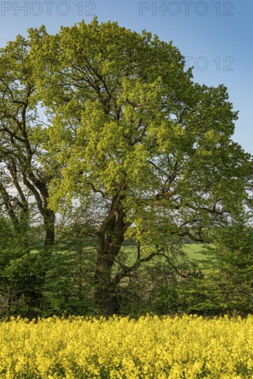 View over a yellow flowering rape field to a pedunculate oak (Quercus robur) with green leaves in spring, Lower Saxony, Germany