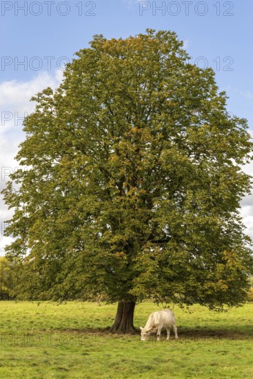 A white cow grazing on a green meadow under a single horse chestnut (Aesculus hippocastanum) in early autumn, Emmerwiesen, Lügde, North Rhine-Westphalia, Germany