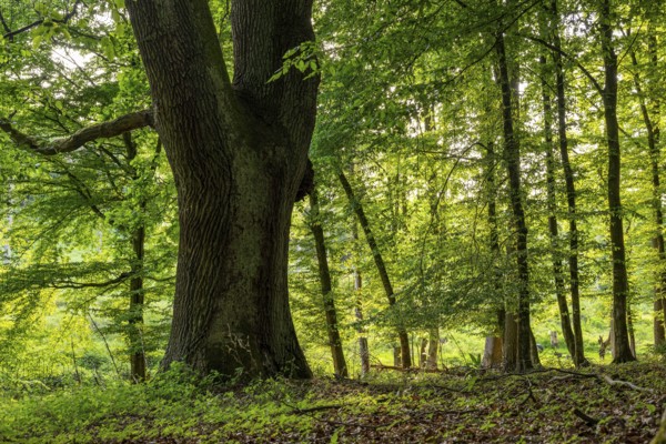 Mighty tree trunk of an ancient English oak (Quercus Robur) in an idyllic, light-flooded deciduous forest in spring, Teutoburg Forest, North Rhine-Westphalia, Germany