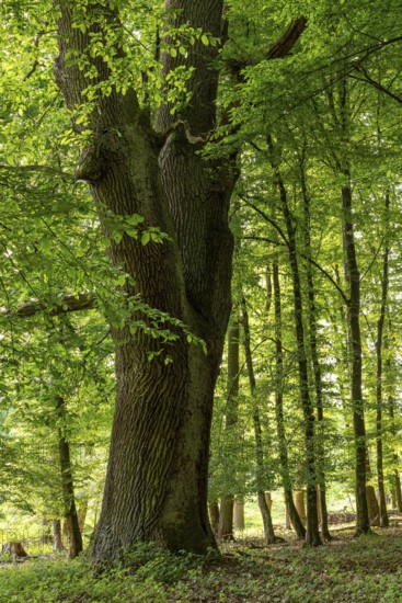 Mighty tree trunk of an ancient English oak (Quercus Robur) in an idyllic, light-flooded deciduous forest in spring, Teutoburg Forest, North Rhine-Westphalia, Germany