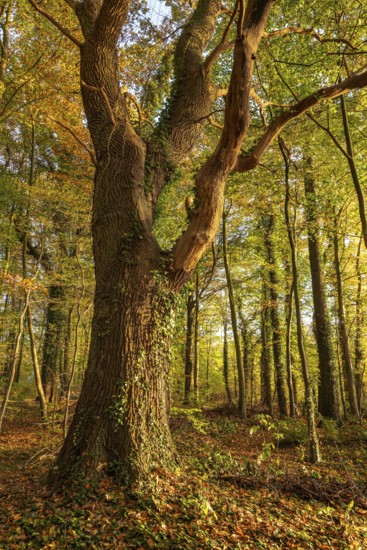 Mighty, ivy-covered tree trunk of an old oak (Quercus) in an autumnal forest in atmospheric evening light, Falkenhagen, North Rhine-Westphalia, Germany