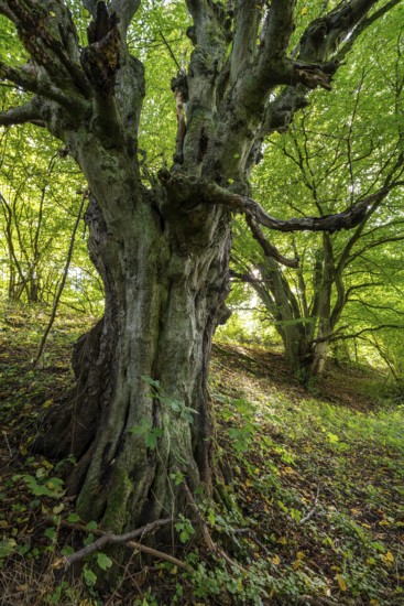 Ancient, gnarled copper beech, probably a copper beech (Fagus sylvatica), under a lush green canopy at the edge of the forest, Bödexen, North Rhine-Westphalia, Germany