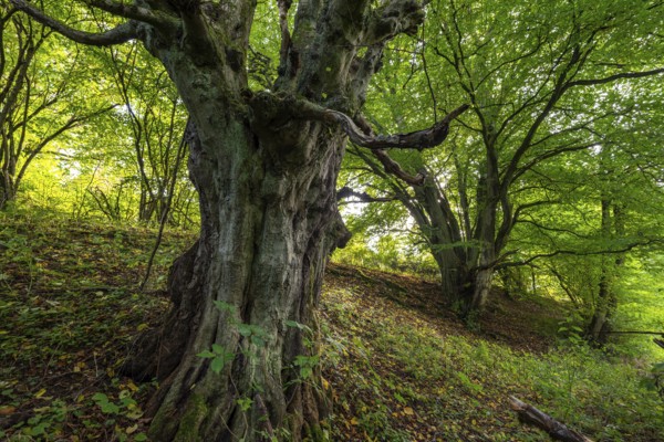 Ancient, gnarled copper beech, probably a copper beech (Fagus sylvatica), under a lush green canopy at the edge of the forest, Bödexen, North Rhine-Westphalia, Germany