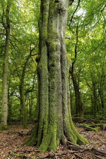 Mighty, moss-covered tree trunk of an old copper beech (Fagus sylvatica) in a lush green forest, Mörth, Schieder-Schwalenberg, North Rhine-Westphalia, Germany