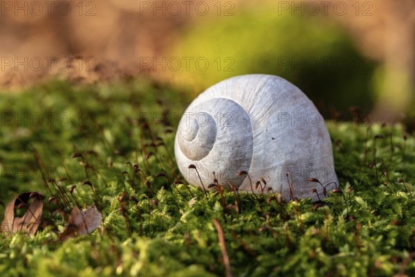 Close-up of the empty shell of a grape snail (Helix pomatia) on the moss-covered ground of a forest, Germany