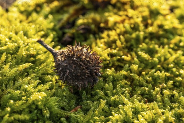 Macro photograph of the empty fruit cup or seed capsule of beechnuts of a copper beech (Fagus sylvatica) on green moss in the forest, Germany