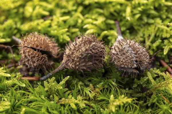 Macro photograph of three empty fruit cups or the seed capsules of beechnuts of a copper beech (Fagus sylvatica) on green moss in the forest, Germany