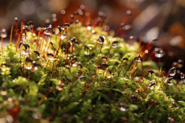 Macro photograph of deciduous moss (Bryophyta) with sporophytes, wetted with water droplets glistening in the light, on the ground of a forest, Germany