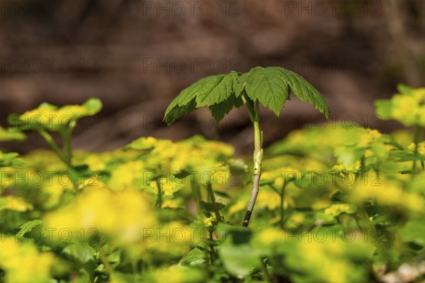 Close-up of the seedling of a maple tree (Acer) sprouting on the forest floor between Alternate-leaved golden saxifrage (Chrysosplenium alternifolium), Germany